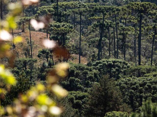 #50 - Casa para Venda em Campos do Jordão - SP - 3